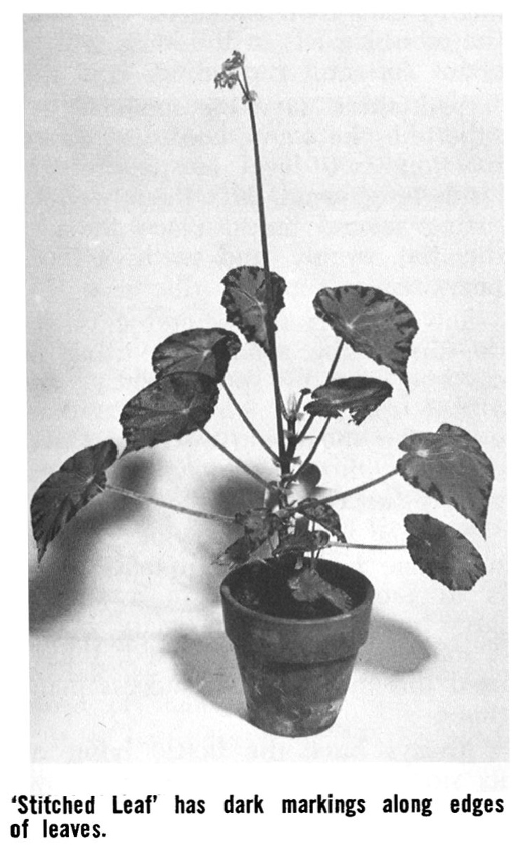 B. ‘Stitched Leaf’